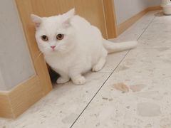 -飞行喵MR PILOT|猫舍·猫咖(静安大融城店)
