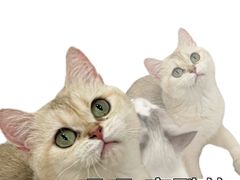 -有喵·猫咖·狗咖·30几只猫10只小狗(岗厦店)