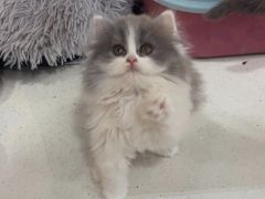 -糯米喵星人总部直营旗舰店·猫舍·幼猫出售