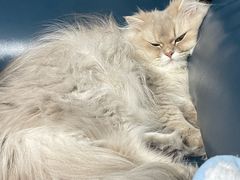 -momokira米努特·德文卷毛猫·棉花面纱犬