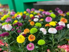 -南山植物园