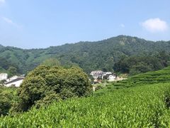 -龙井村