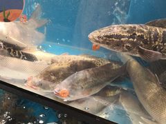 水产区-盒马鲜生(曜一城店)