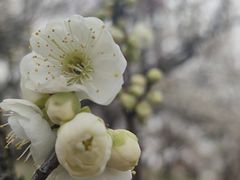 -无锡梅园公园