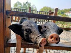 -北京鹿世界主题园