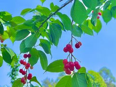 -樱桃山旅游景区