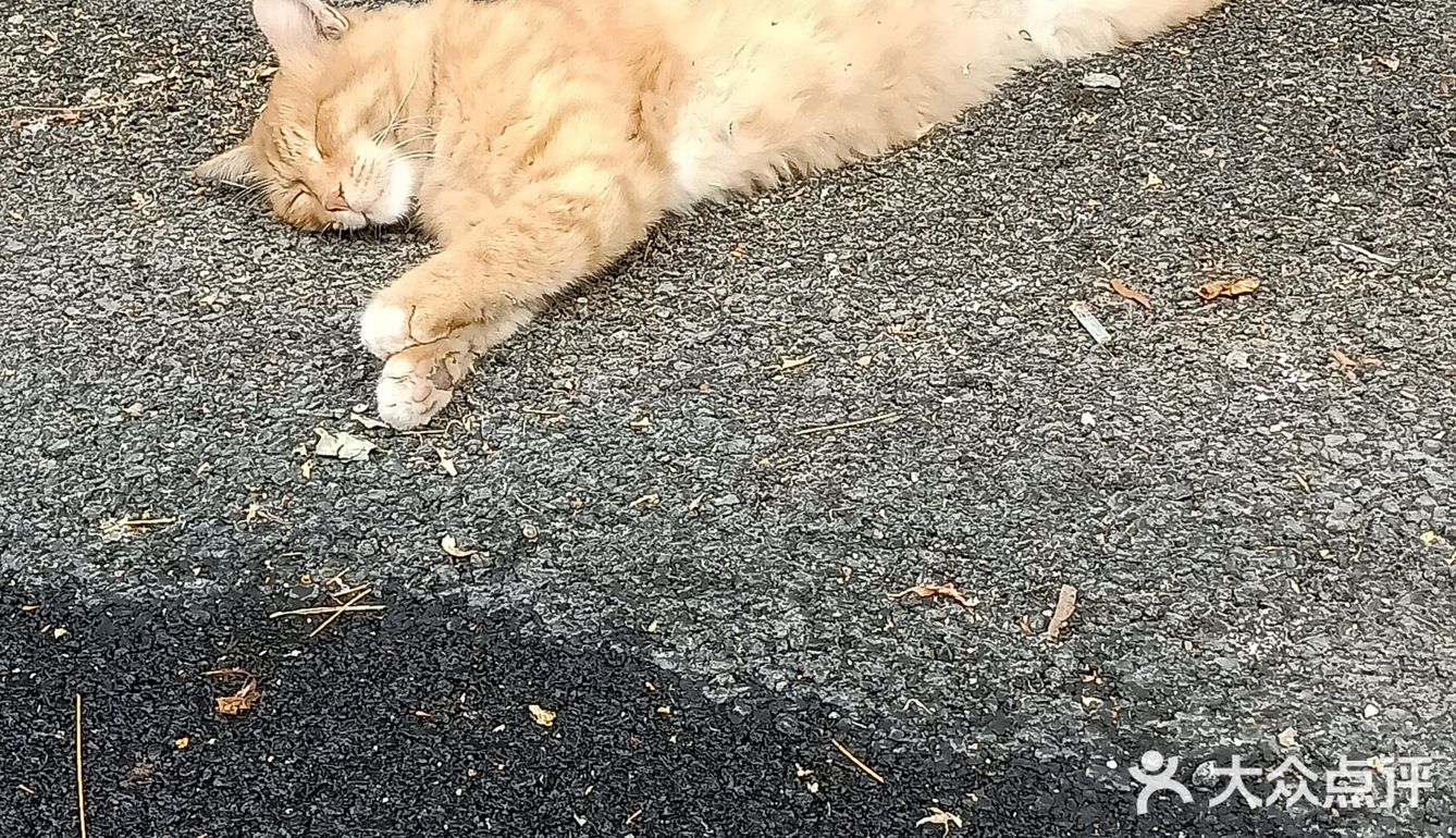 真的是一只小馋猫，外加小懒猫 每次下楼看到都很治愈