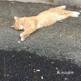 真的是一只小馋猫，外加小懒猫 每次下楼看到都很治愈