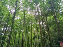 -凤栖山