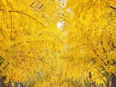 -三里屯东五街银杏大道