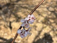 -桃花堤公园