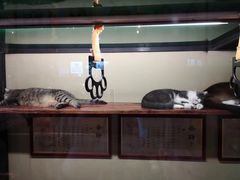-猫咪博物馆(顶澳仔猫街店)