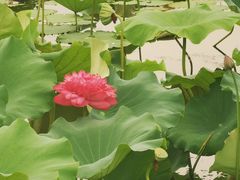 -荷塘月色湿地公园·向阳花洲