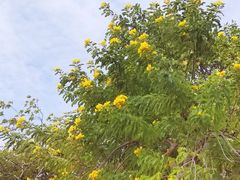 -福田红树林生态公园