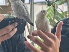 -吉丁鸟咖·异宠·寄养