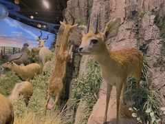 -陕西自然博物馆