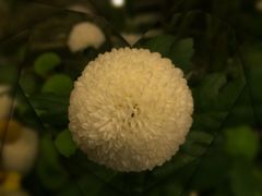 -静岸花卉园艺(三星坊店)