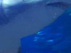 -大连圣亚海洋世界