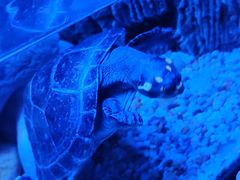 -上海海洋水族馆