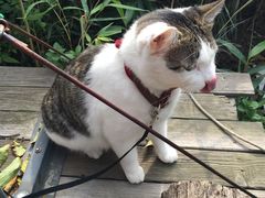 -海边的猫和咖啡馆
