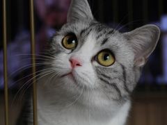 -宠爱国际动物医院· 猫科· 外科·中兽医(长白店)