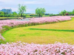 -春花秋色城市公园