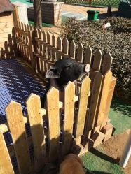 -萌宠亲子动物乐园(槐房万达店)