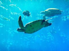 -海棠湾洲际-涛·海底餐厅·美人鱼·自助餐·海底隧道