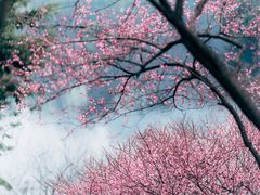 -重庆彩云湖湿地公园