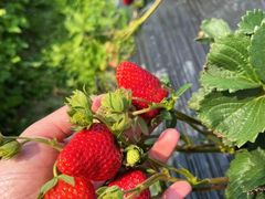 -尚田草莓姑娘白草莓采摘基地