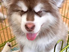-Let's go狗咖·猫咖·奶狗·桌游(春熙路IFS店)