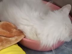 -纳吉亚猫专科动物诊疗中心(蒋宅口分院)