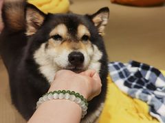 -逗柴咖啡屋·狗咖猫咖宠物桌游
