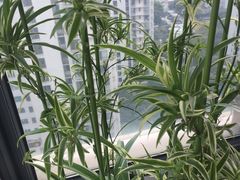-新湖明珠城