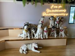 -Husky Go! 哈士奇体验馆·宠物咖啡厅狗咖