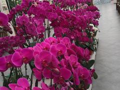 -兰陵国家农业公园