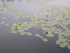 -荔湾湖公园