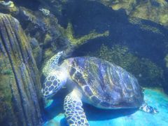 -太平洋海底世界