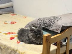-可蒙动物医院·猫科·骨科中心(首义路店)
