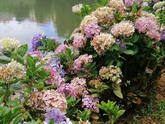 -昆明植物园