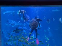 -太平洋海底世界