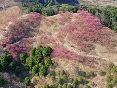 -新建村梅花