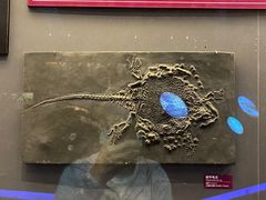 -贝林大翅鲸简餐厅(国家海洋博物馆店)