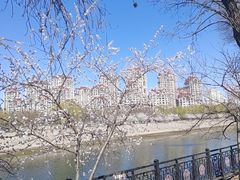 -桃花堤公园