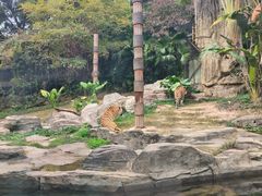 -深圳野生动物园