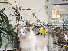 -共舞时光猫咖·狗咖(新街口店)
