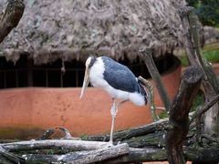 -云南野生动物园