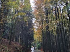 -山王坪喀斯特国家生态公园