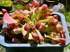 -国家植物园南园