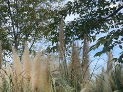 -嘉北郊野公园